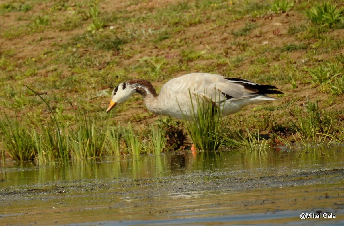 Bar-headed Goose - ML629071496