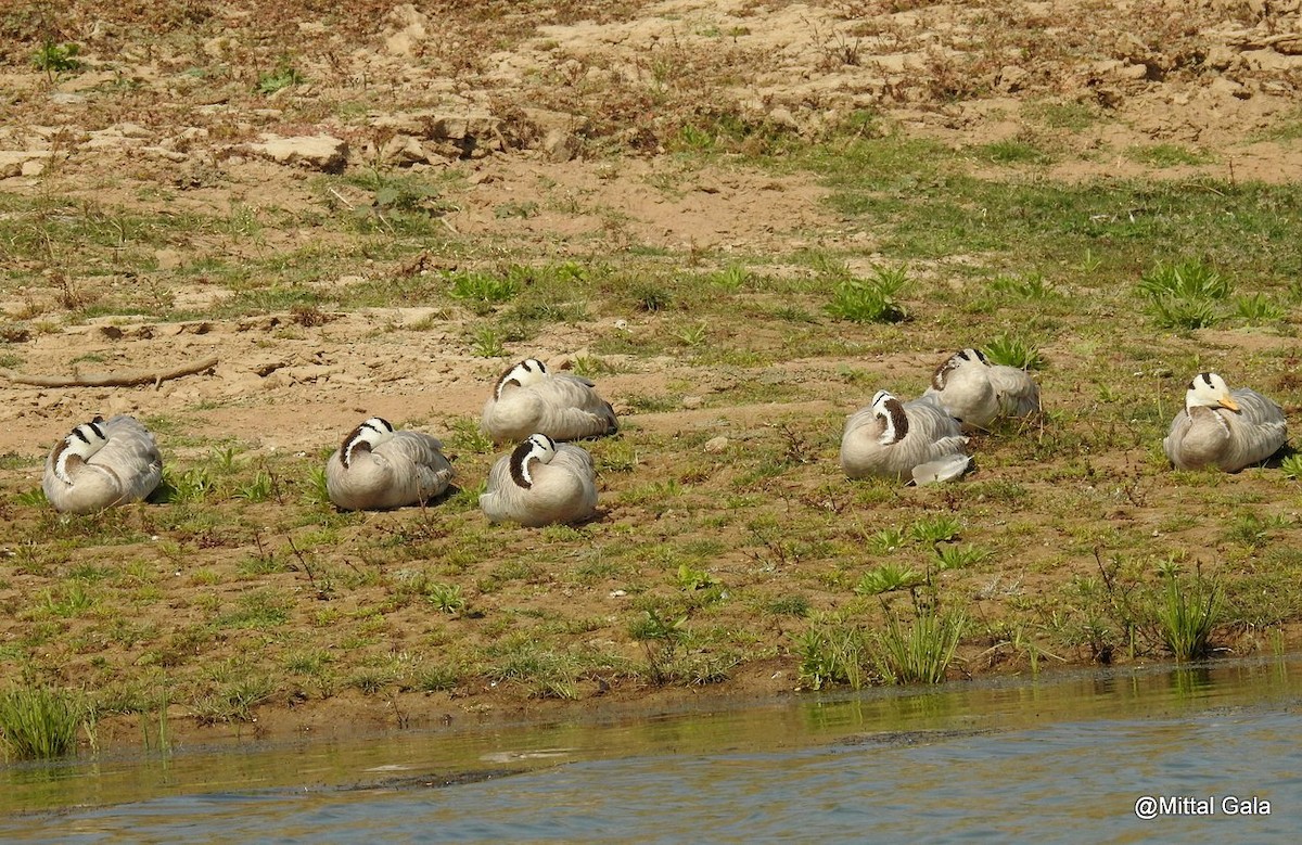Bar-headed Goose - ML629071498