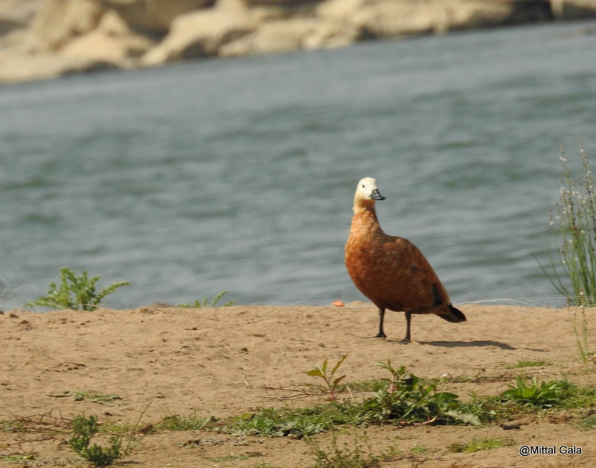 Ruddy Shelduck - ML629071502