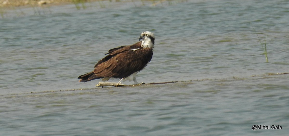 Osprey - ML629071504