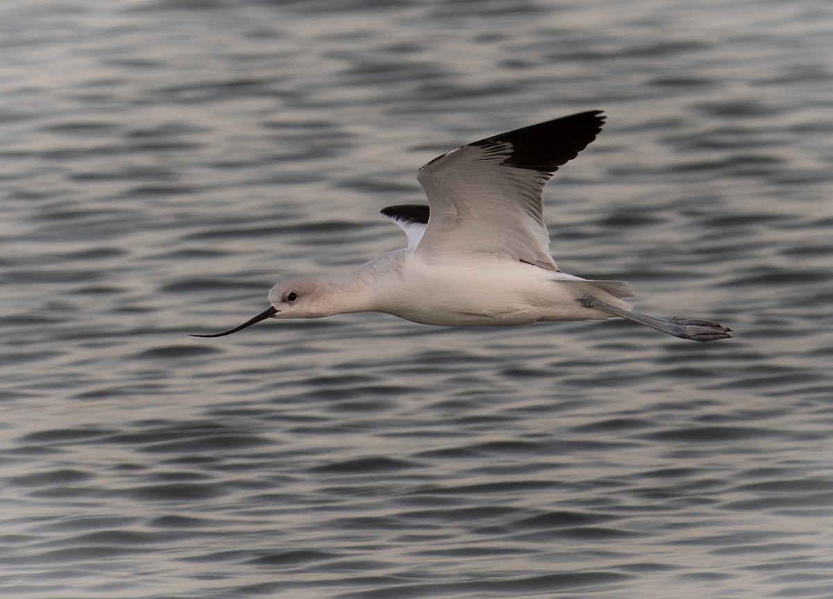 American Avocet - ML629071603