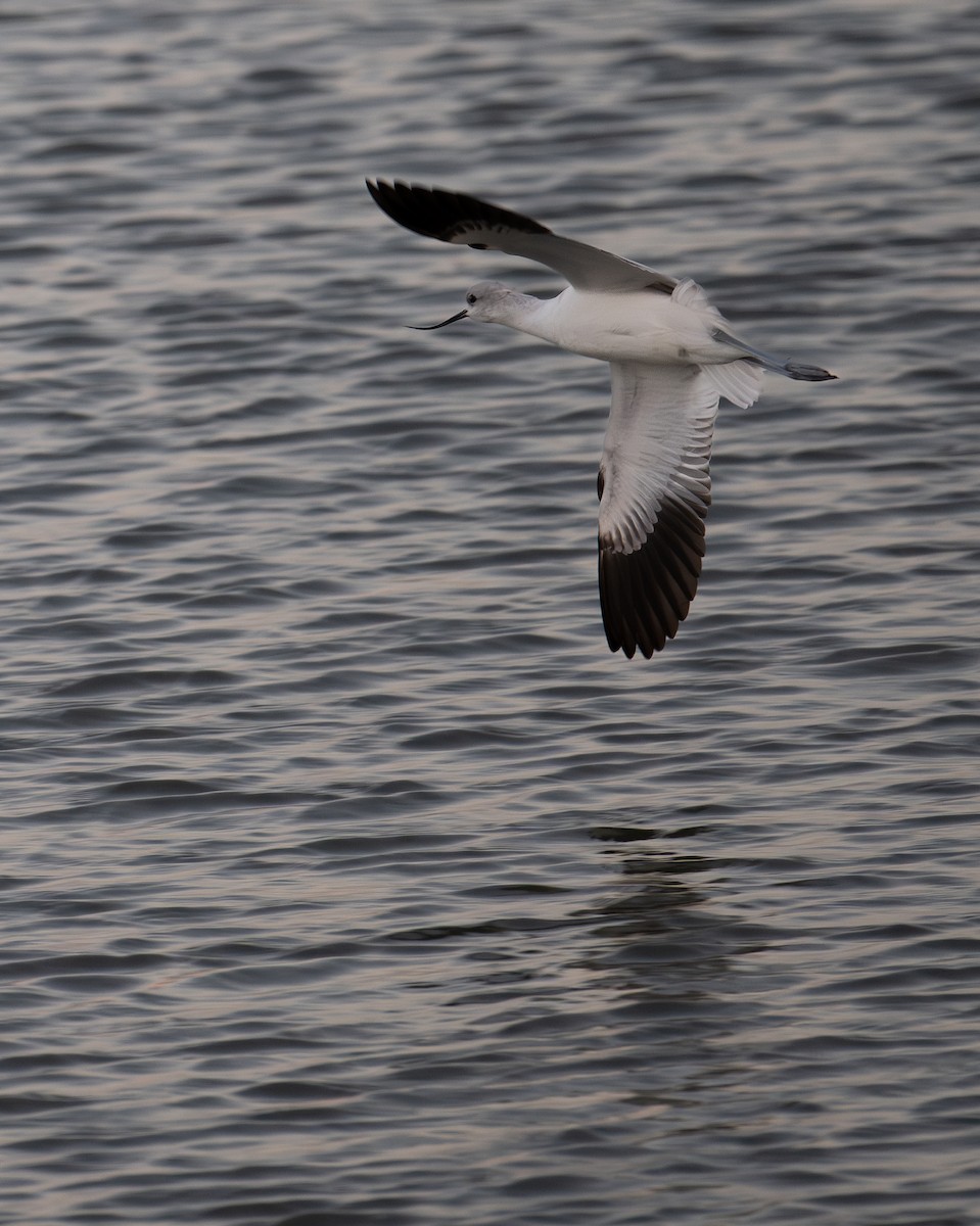 American Avocet - ML629071606