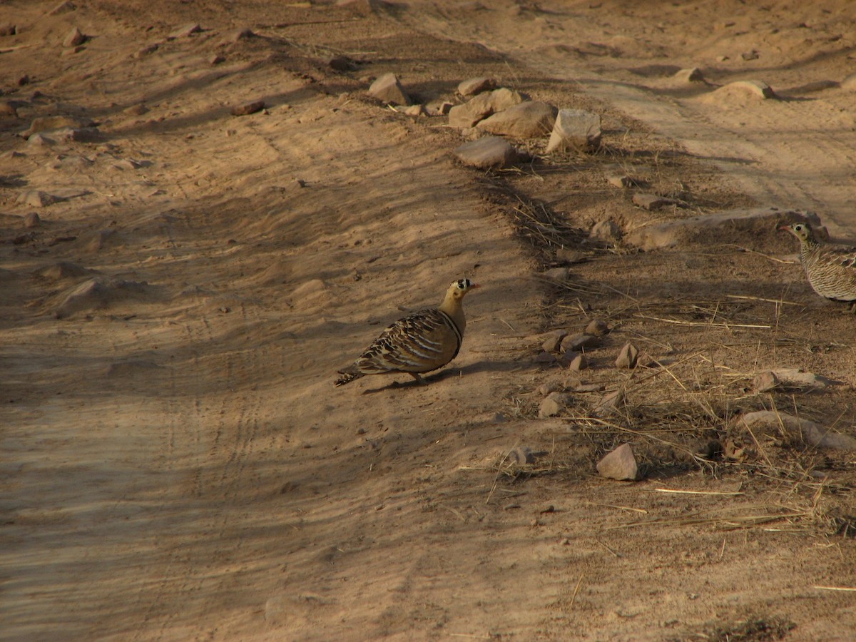 Painted Sandgrouse - ML629071746