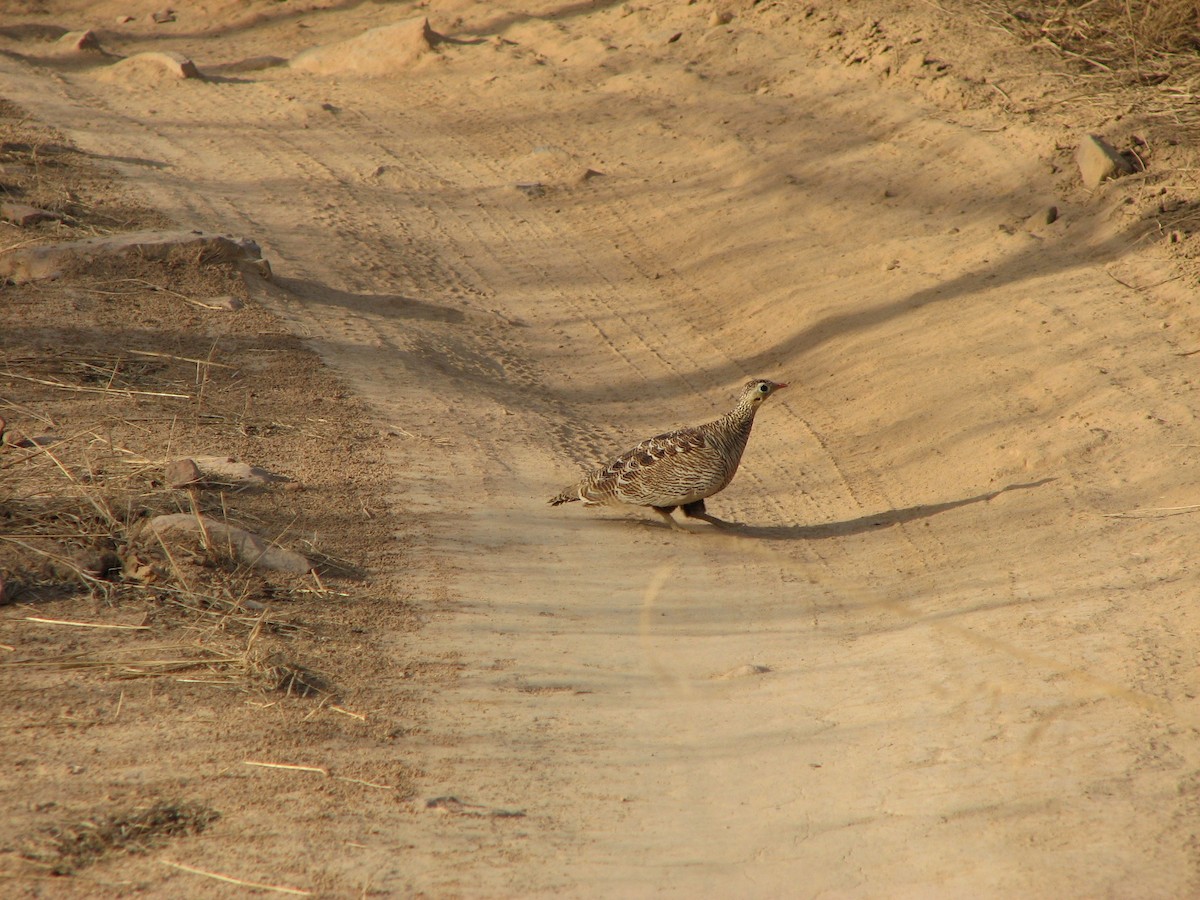 Painted Sandgrouse - ML629071747