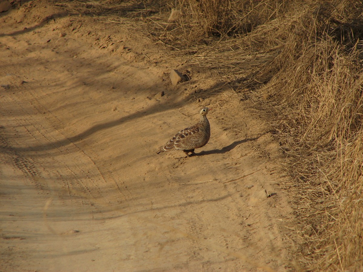 Painted Sandgrouse - ML629071748