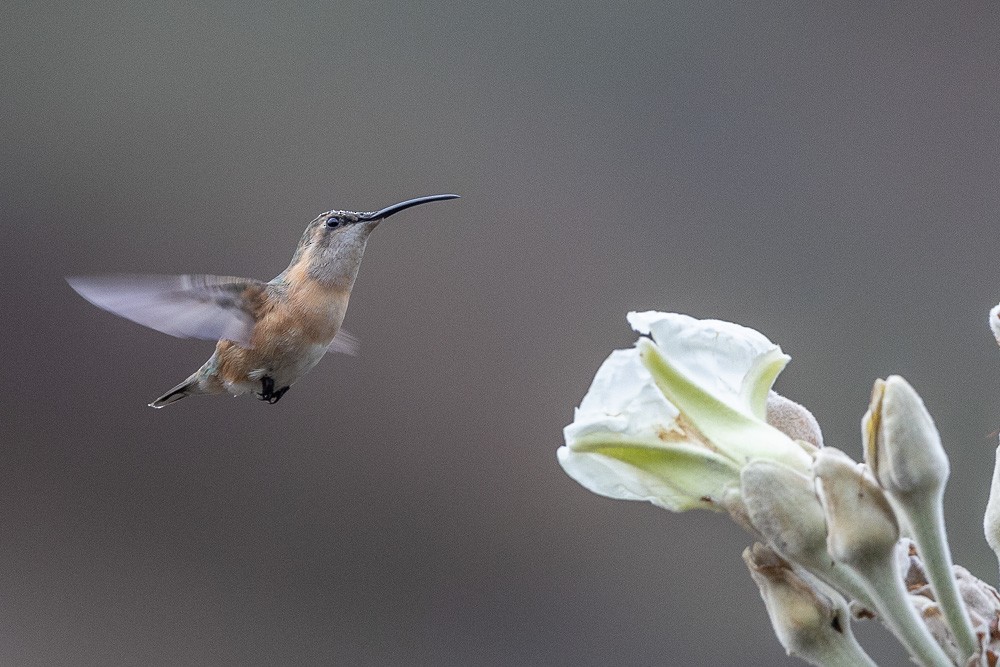 Lucifer Hummingbird - ML629071767