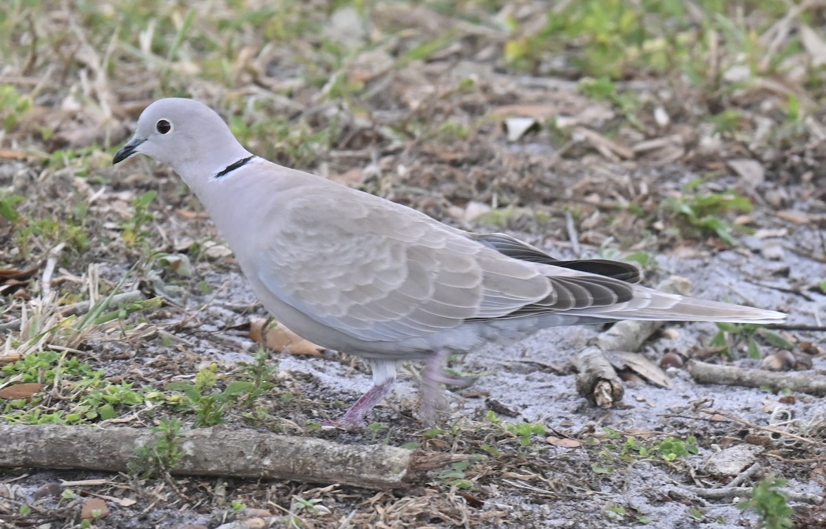 Eurasian Collared-Dove - ML629071830