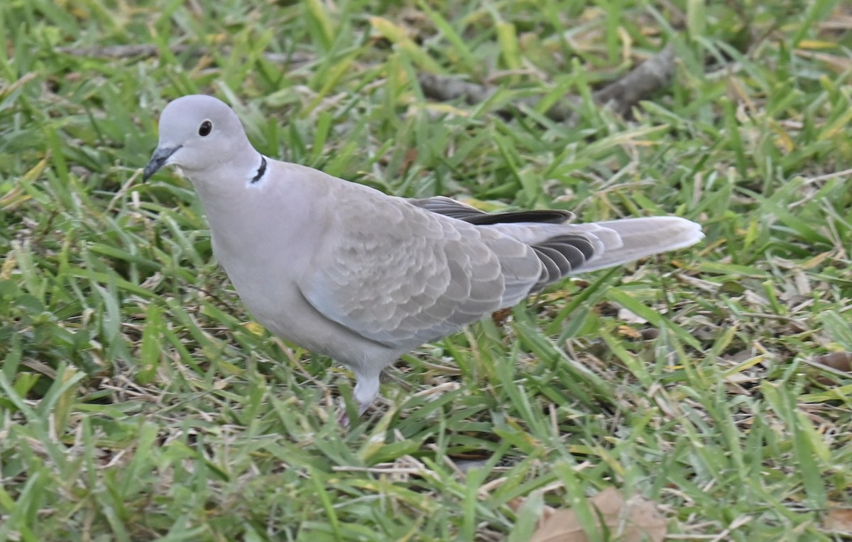 Eurasian Collared-Dove - ML629071831