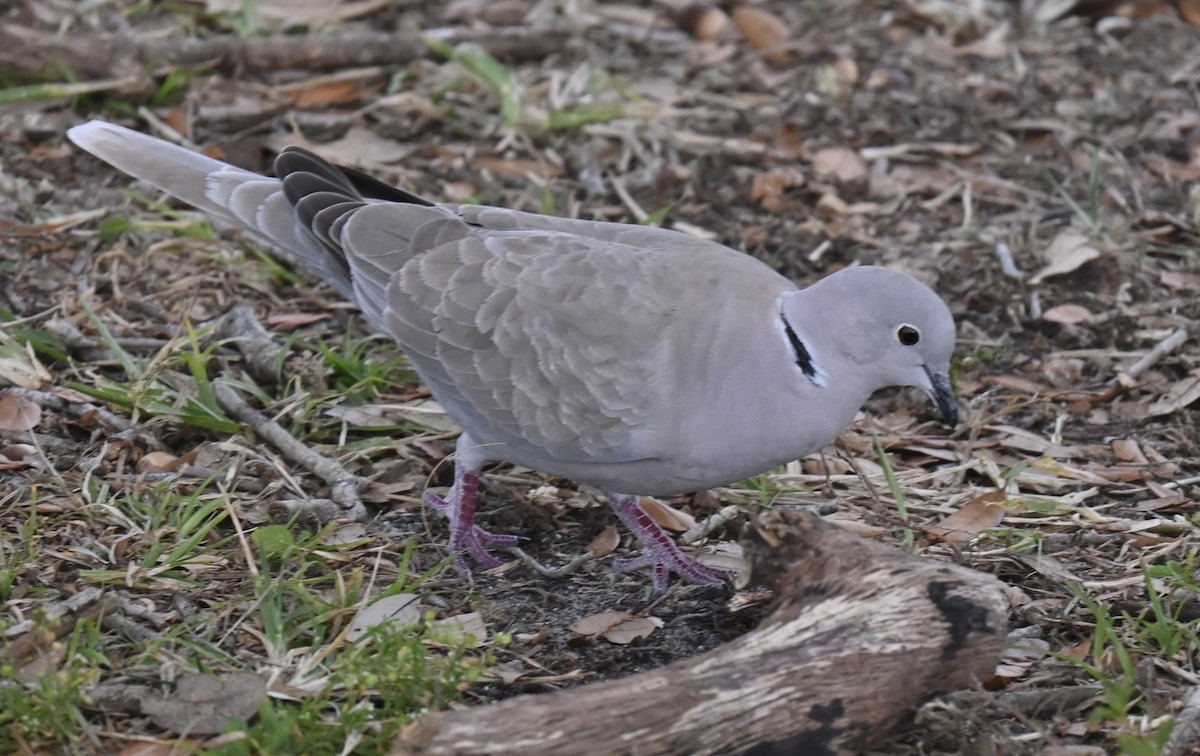 Eurasian Collared-Dove - ML629071832