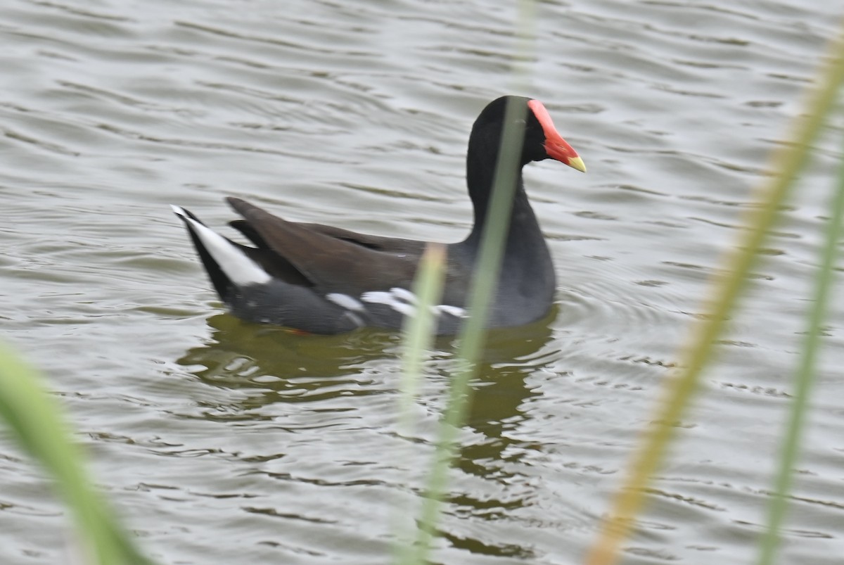 Common Gallinule - ML629071849