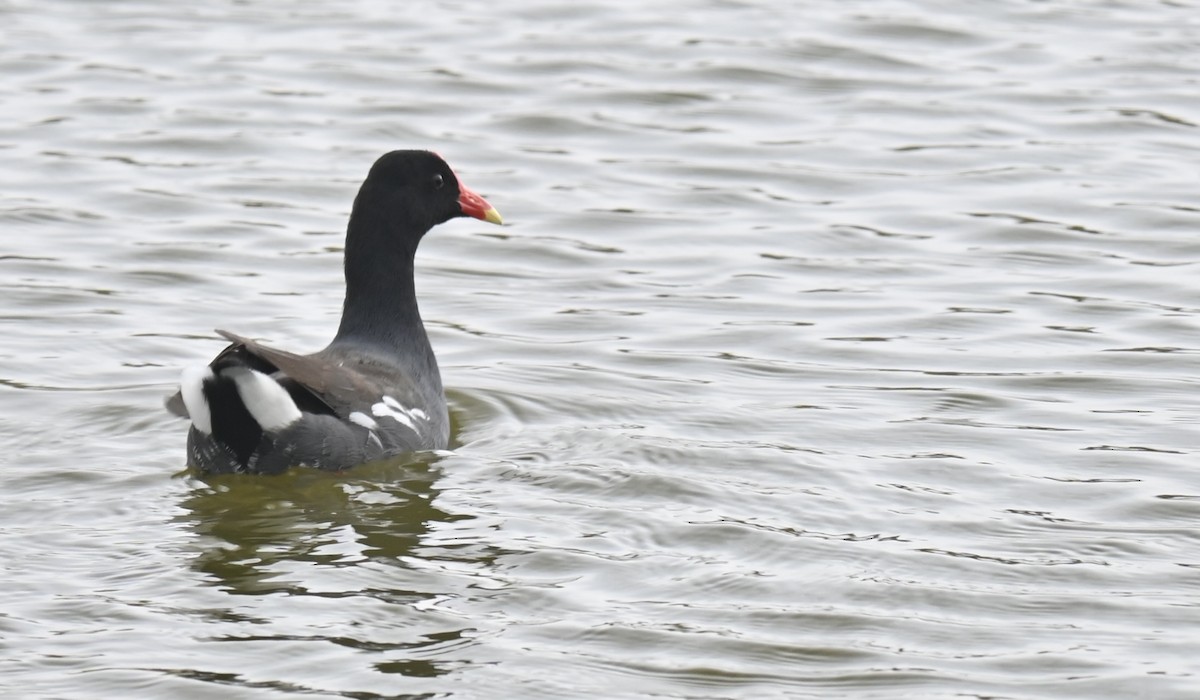 Common Gallinule - ML629071850