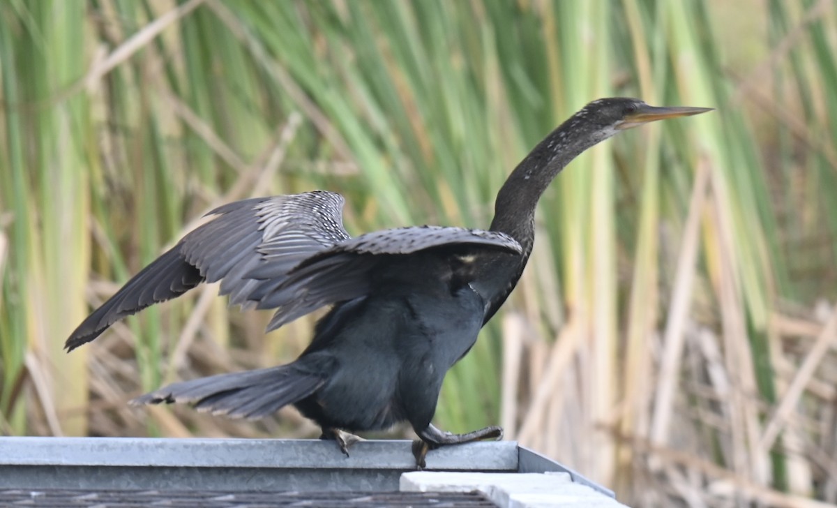 Anhinga - ML629071859