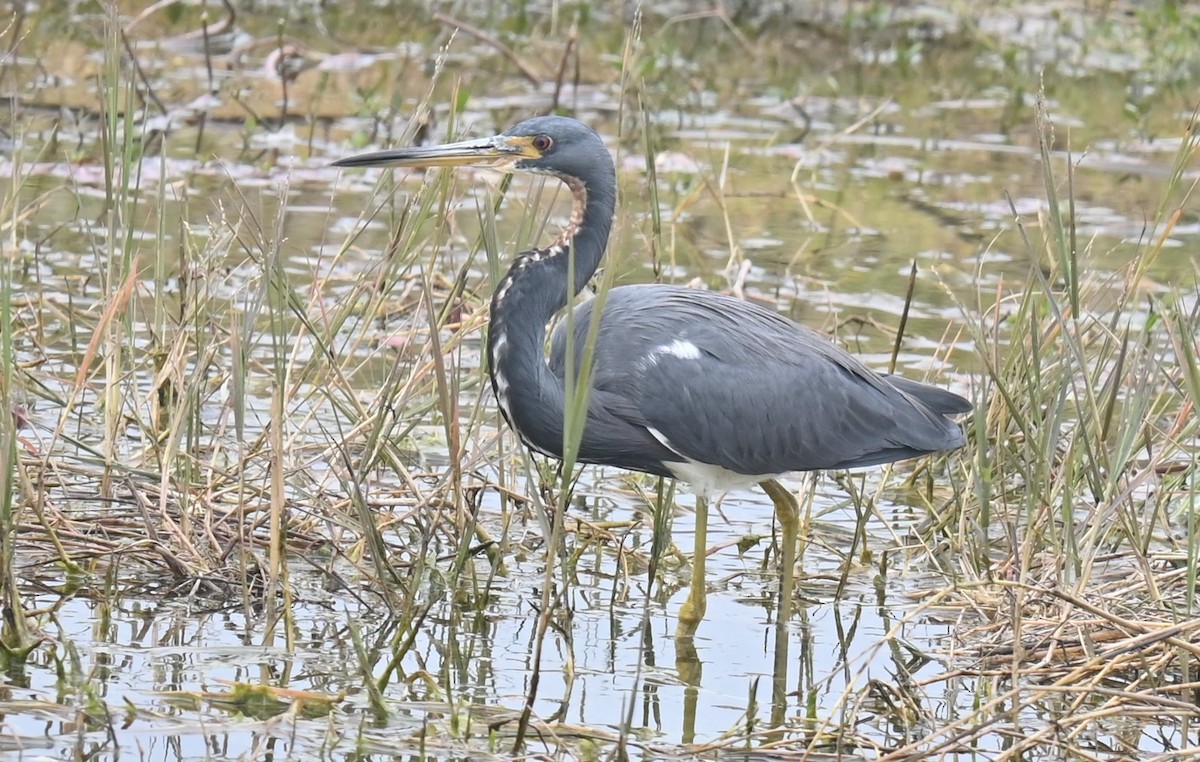 Tricolored Heron - ML629071868