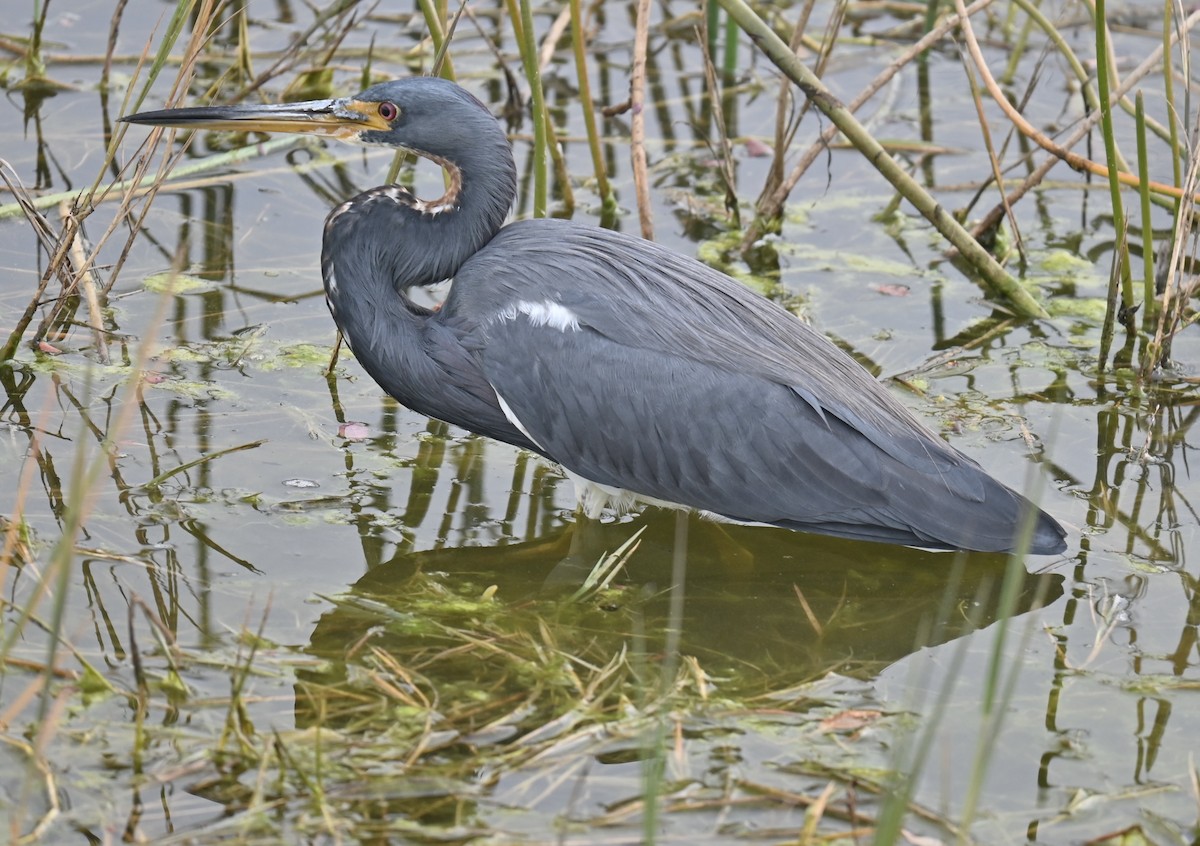 Tricolored Heron - ML629071869