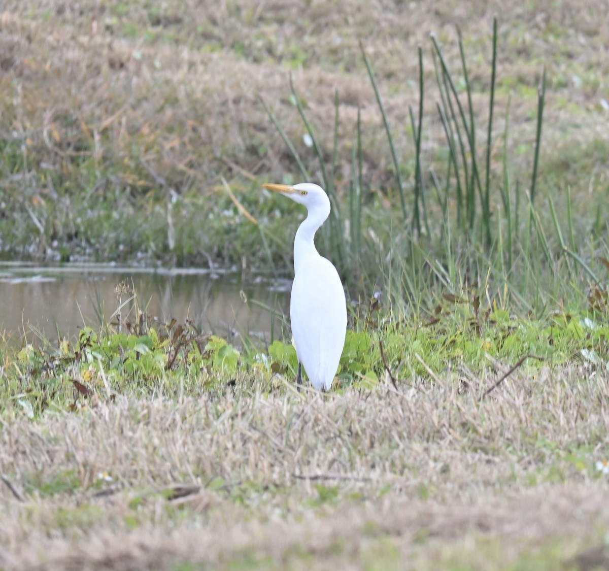 Western Cattle-Egret - ML629071887