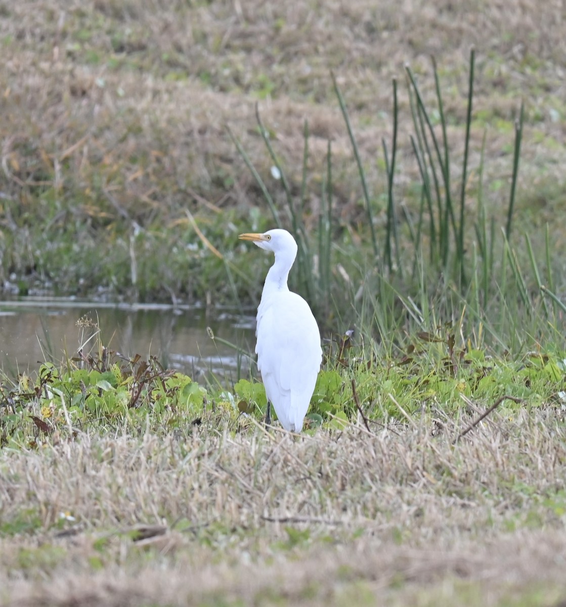 Western Cattle-Egret - ML629071888