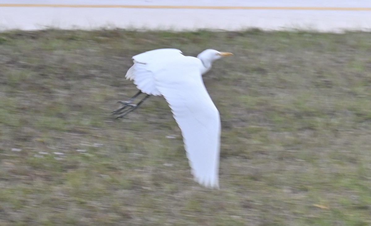 Western Cattle-Egret - ML629071889