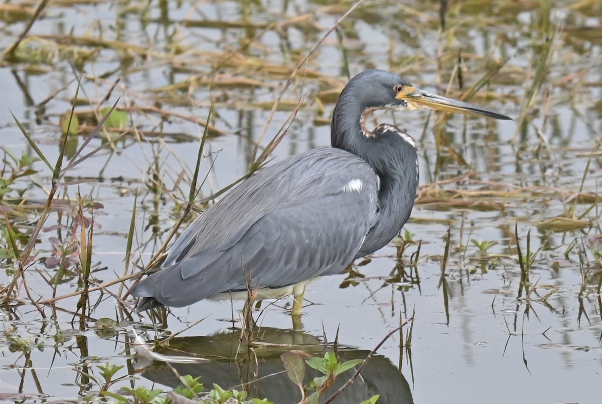 Tricolored Heron - ML629071941