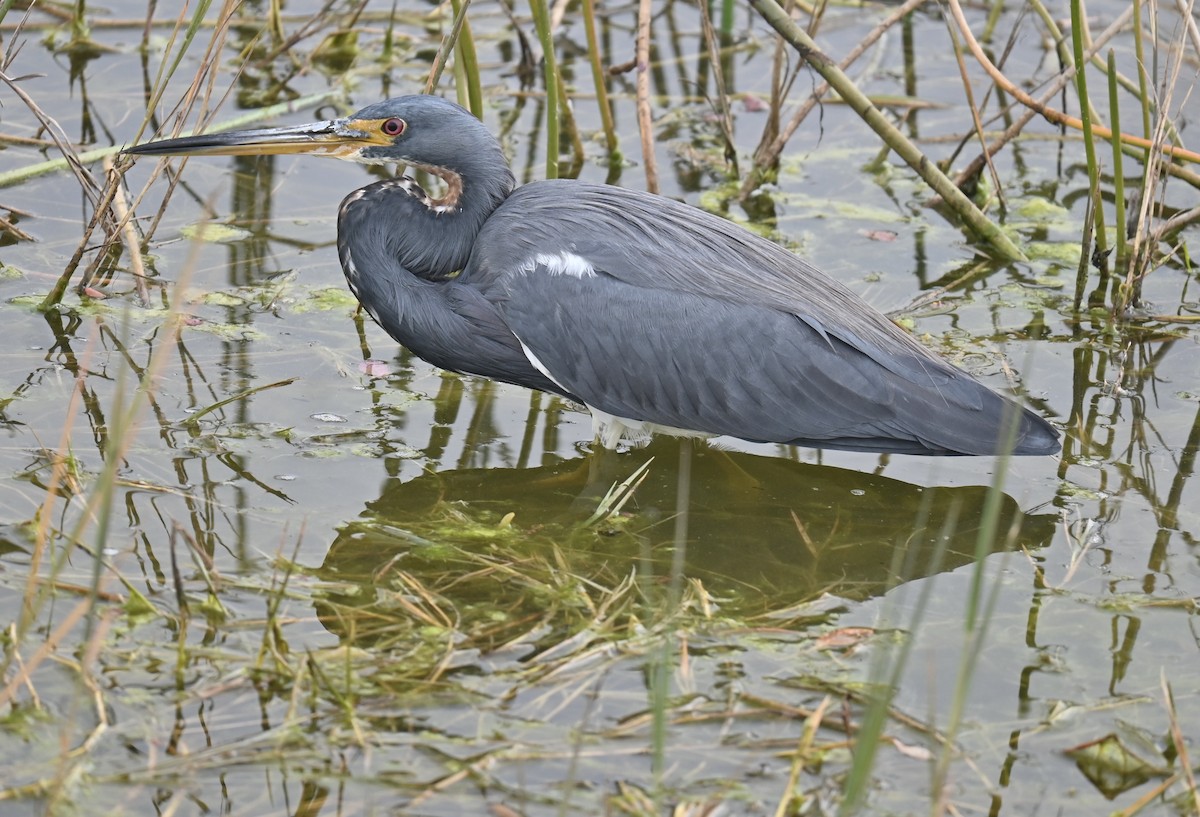 Tricolored Heron - ML629071942