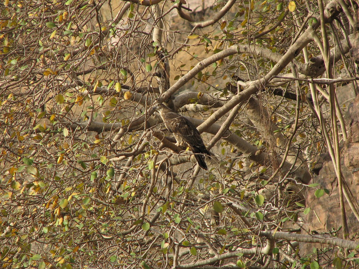 Oriental Honey-buzzard - ML629071953