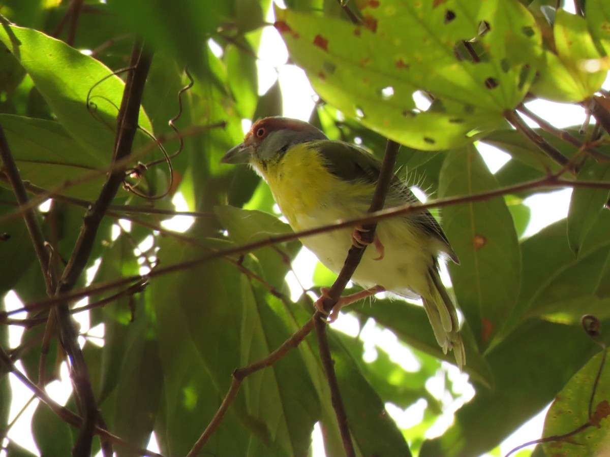 Rufous-browed Peppershrike - ML629072097