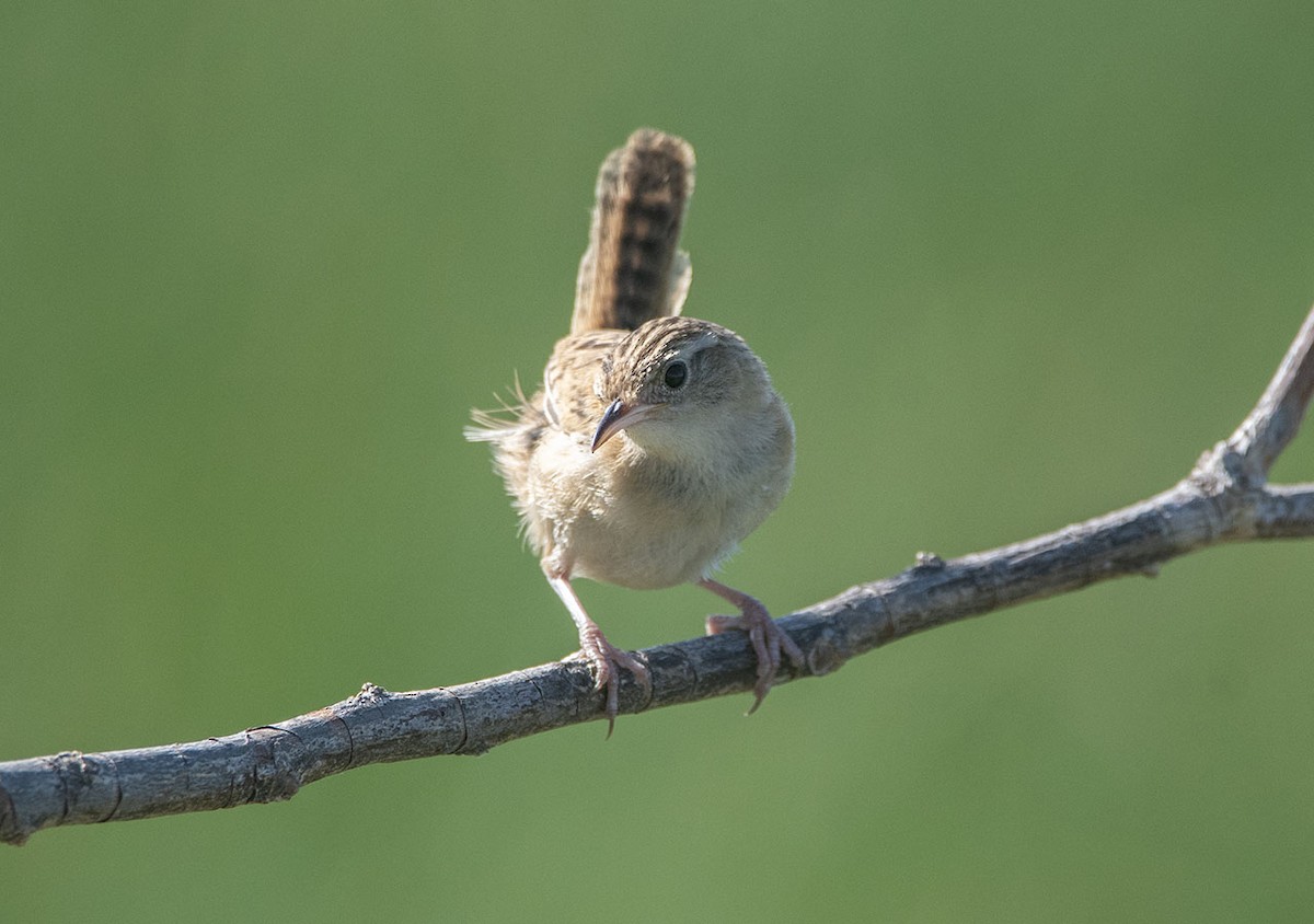 Grass Wren - ML629072126