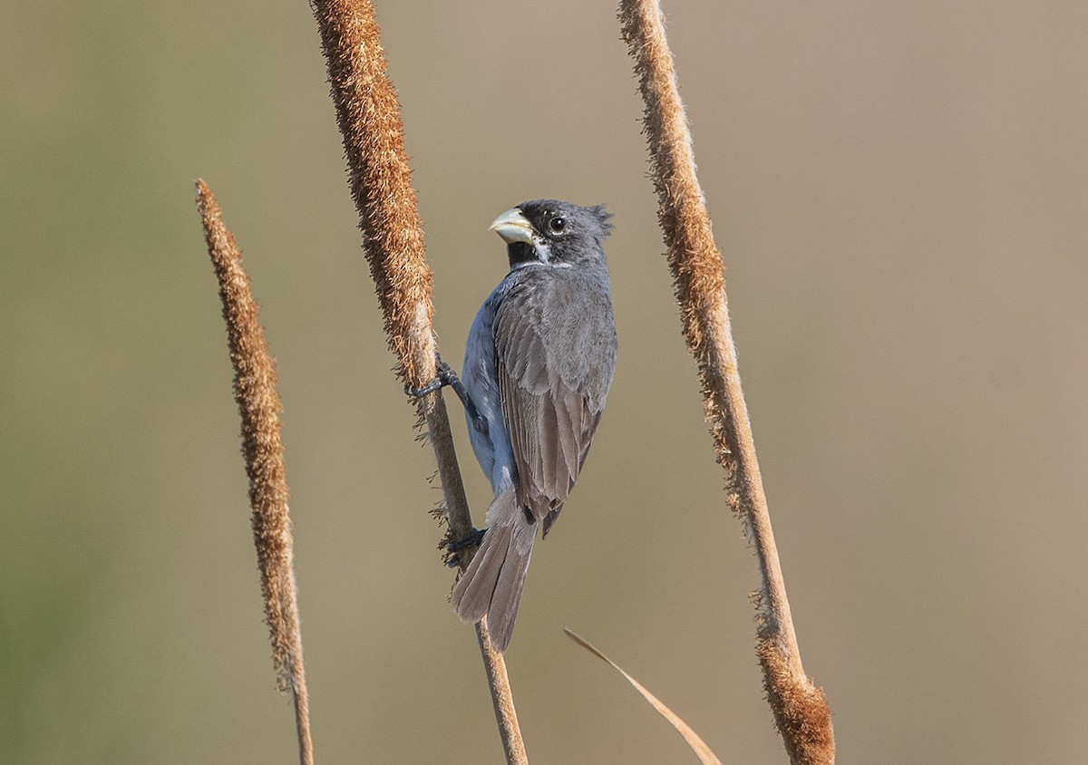 Double-collared Seedeater - ML629072144