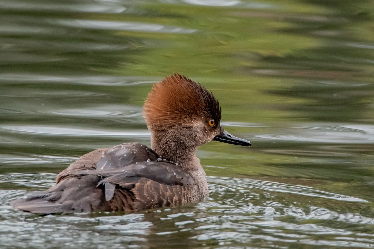 Hooded Merganser - ML629072188
