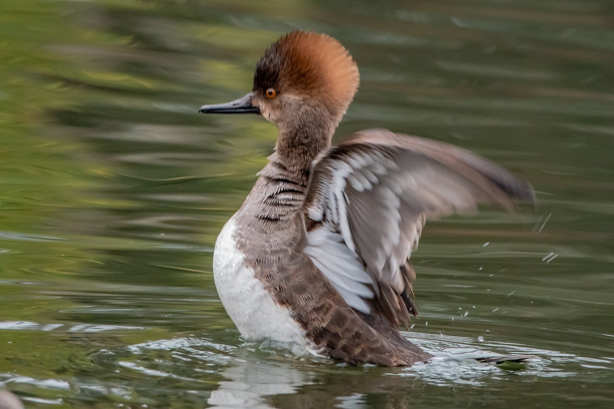 Hooded Merganser - ML629072189