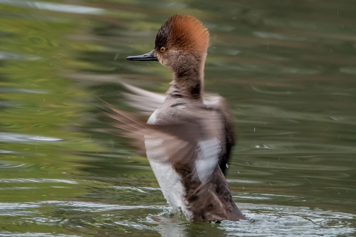 Hooded Merganser - ML629072190