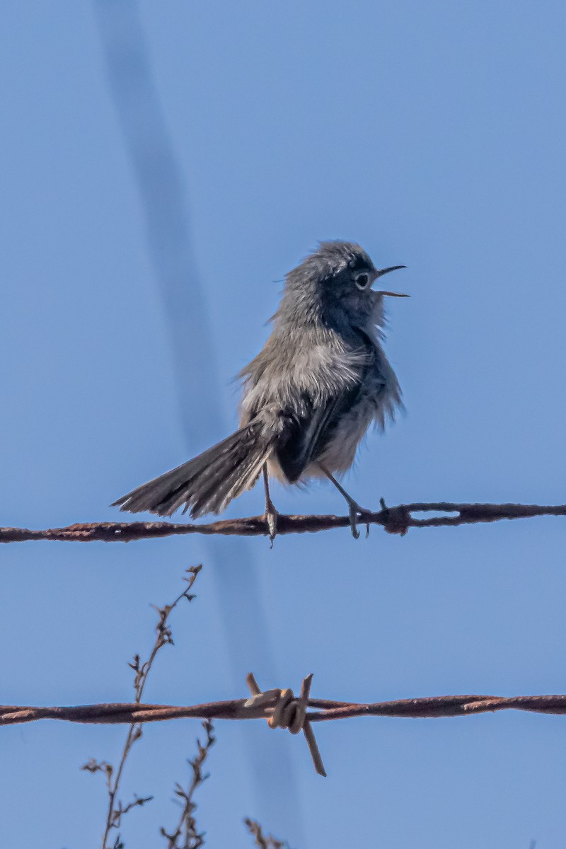 California Gnatcatcher - ML629072195