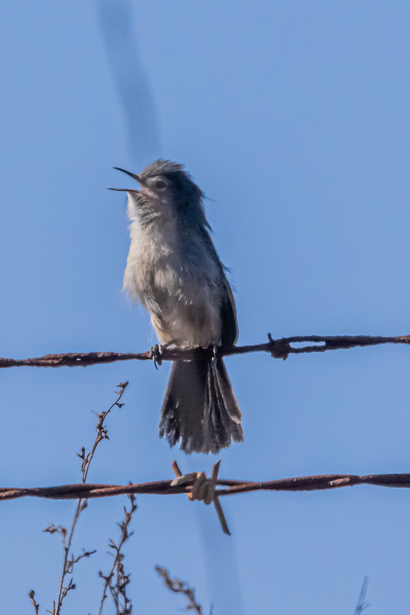 California Gnatcatcher - ML629072196