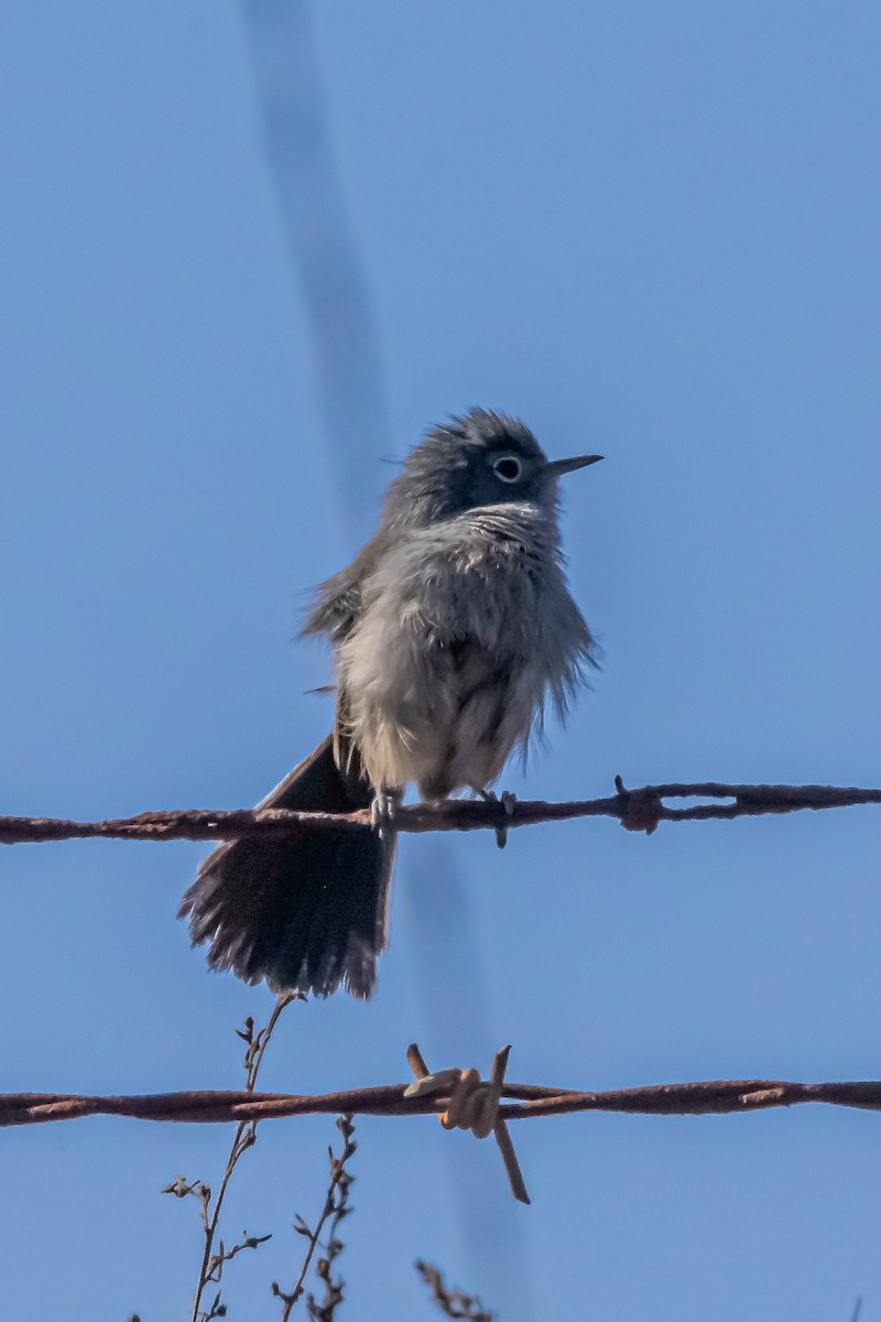 California Gnatcatcher - ML629072197