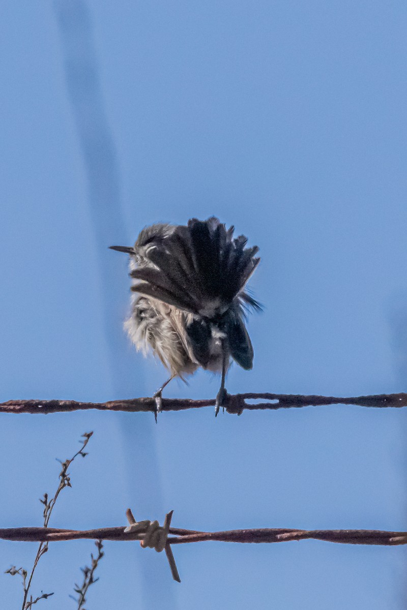 California Gnatcatcher - ML629072198