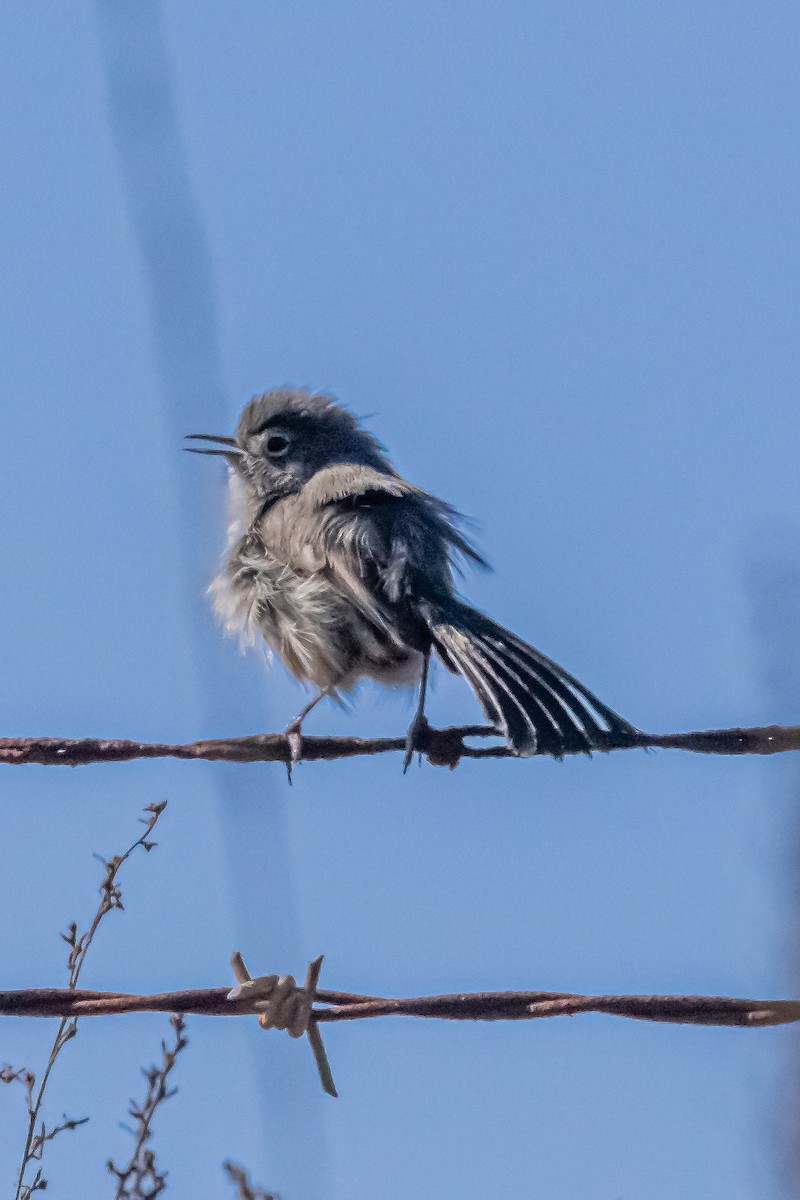 California Gnatcatcher - ML629072199