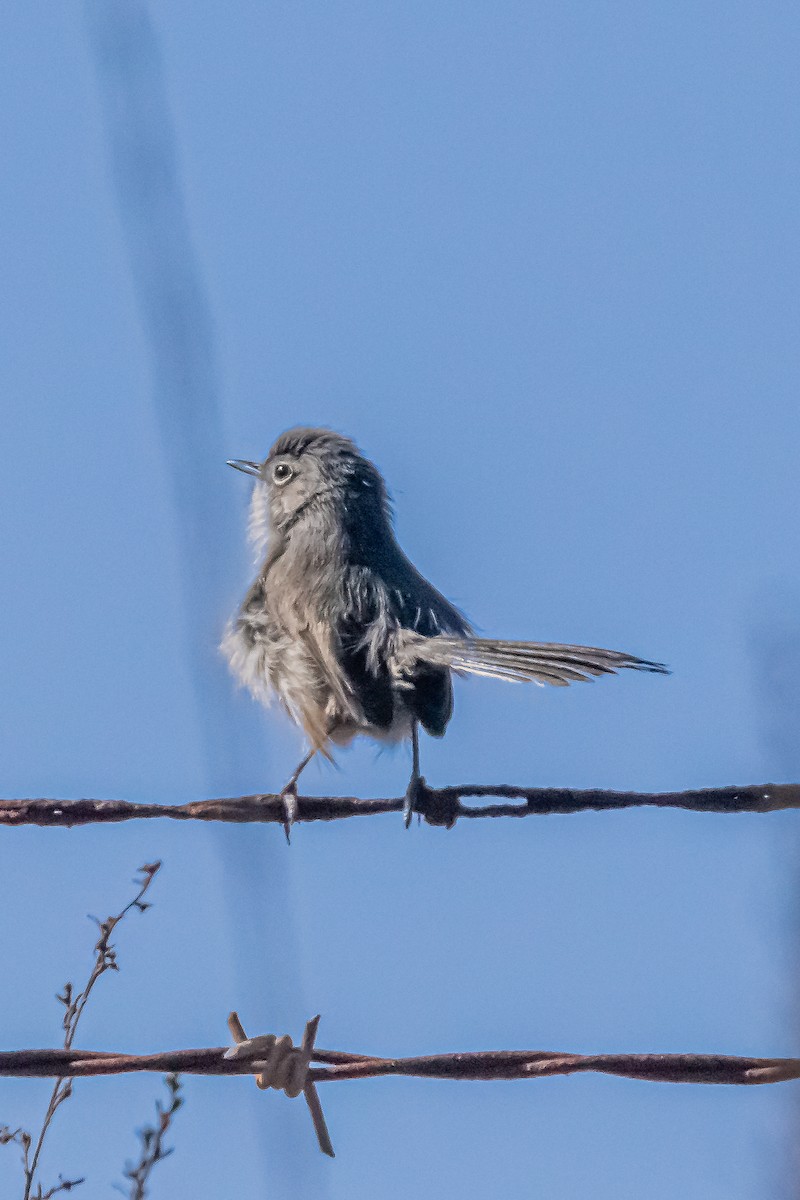 California Gnatcatcher - ML629072201