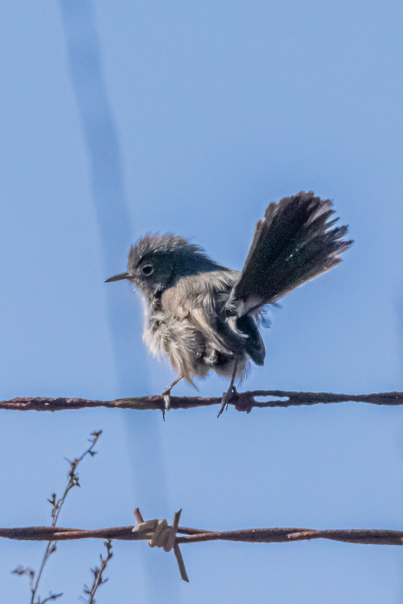 California Gnatcatcher - ML629072202