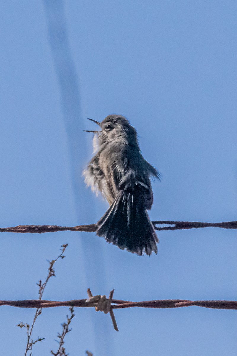 California Gnatcatcher - ML629072203