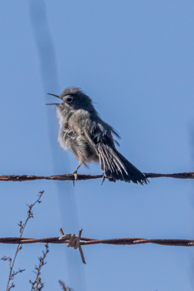 California Gnatcatcher - ML629072204