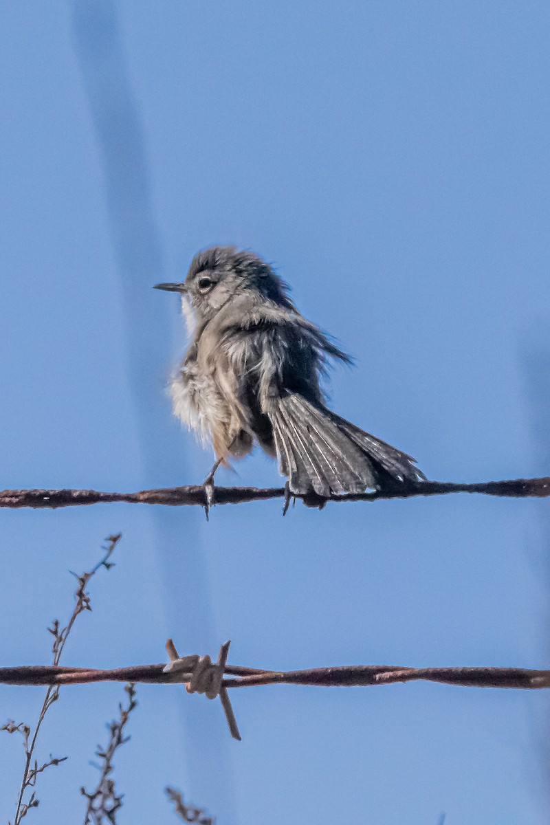 California Gnatcatcher - ML629072205