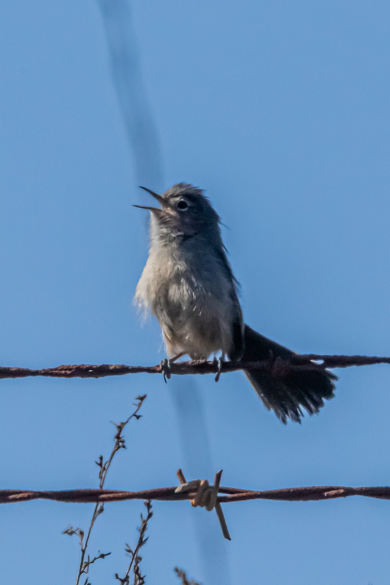 California Gnatcatcher - ML629072207