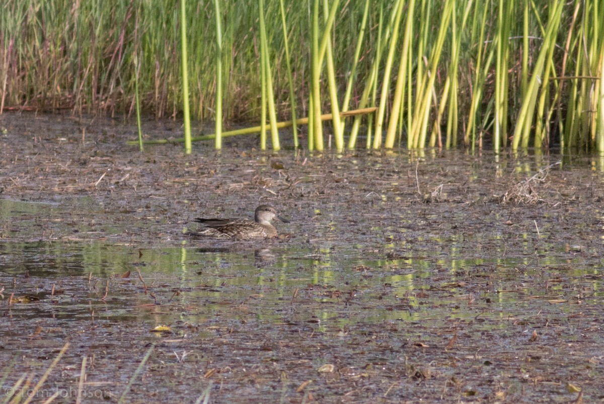 Green-winged Teal - ML62907231