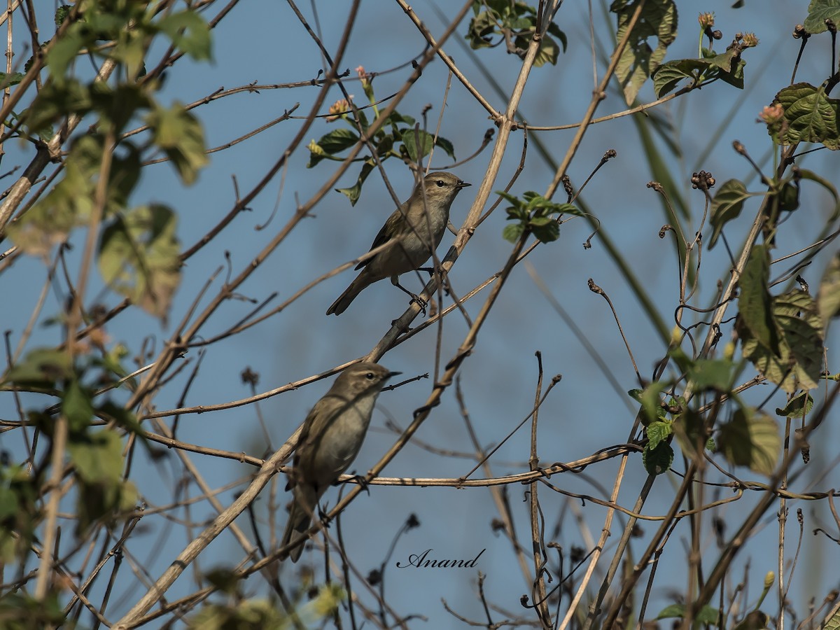 Common Chiffchaff - ML629072441
