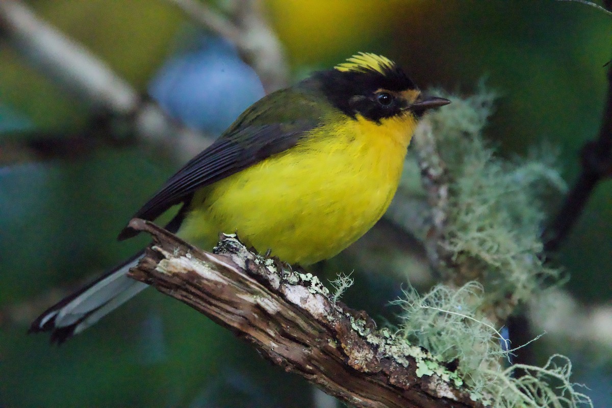 Yellow-crowned Redstart - ML629072560