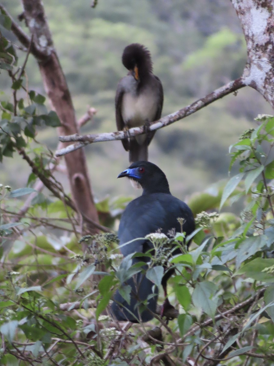 Black Guan - ML629072574