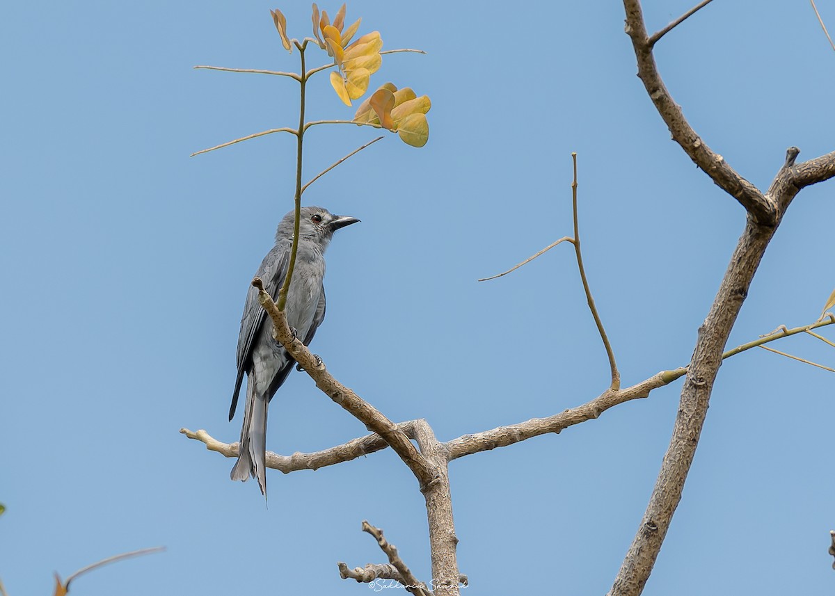 askedrongo (salangensis) - ML629072688