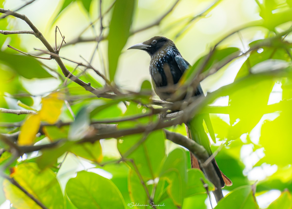 hårdrongo - ML629072694