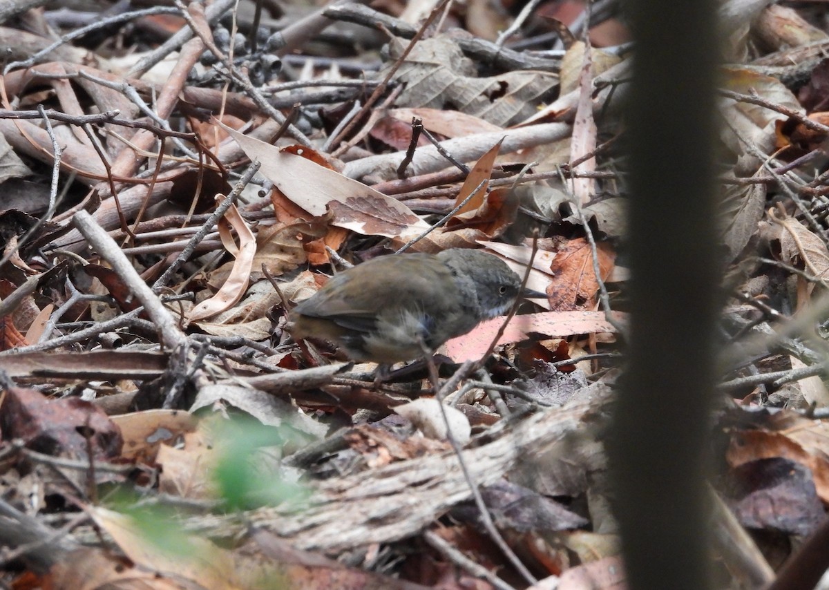 White-browed Scrubwren - ML629072791