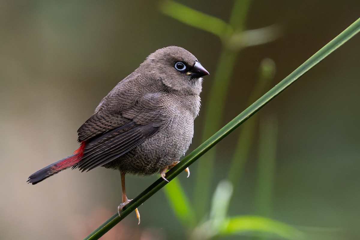 Beautiful Firetail - ML629072792