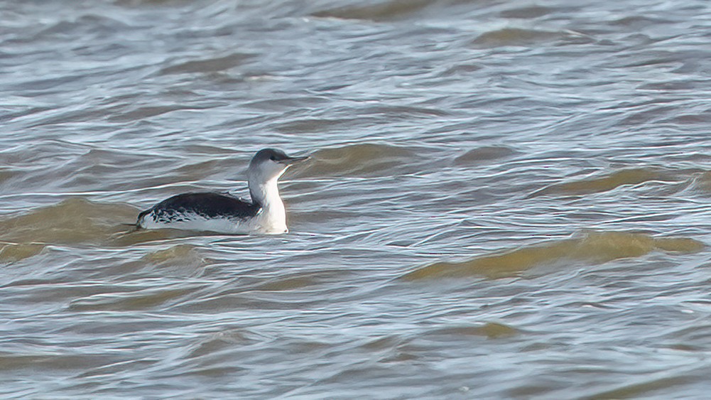 Red-throated Loon - ML629072844